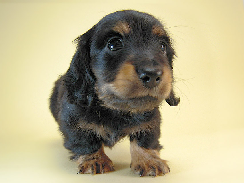 カニヘン　子犬　ブラタン男の子