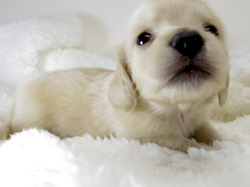 カニンヘン ダックスフンド 子犬 ピュアクリーム 男の子