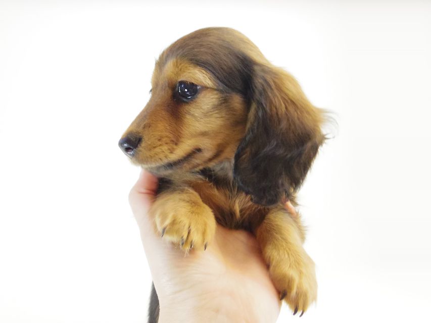 ダックスフンド カニンヘン ルヒィ & オスカルの子犬 シェーデットレッド 女の子