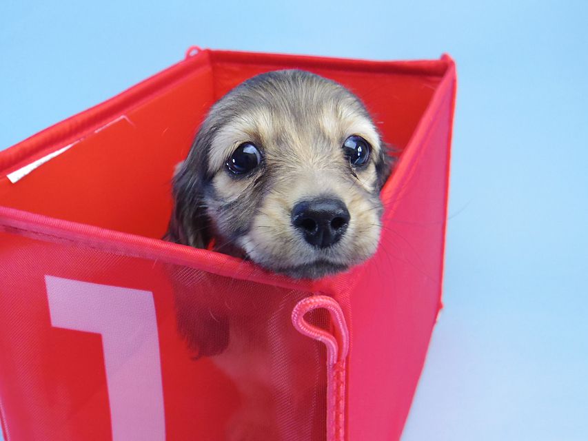 ダックスフンド マンドレ & ジムダンディの子犬 シェーデットクリーム 女の子