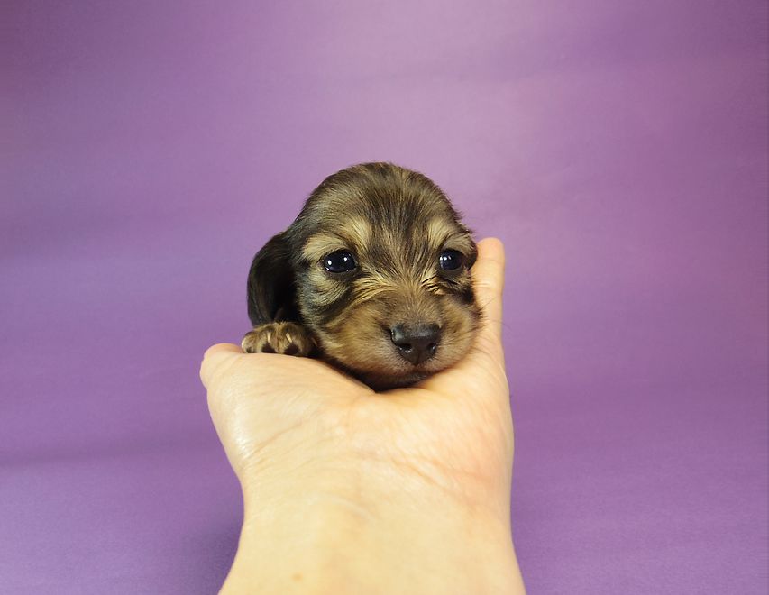 020 ダックスフンド なると & ジムダンディの赤ちゃん シェーデットクリーム 男の子 お写真初登場