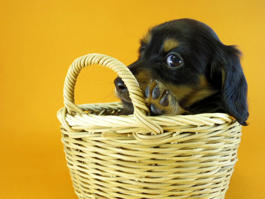 カニヘン 子犬 ブラック&タン 男の子 カニヘン 子犬 ブラック&タン 男の子