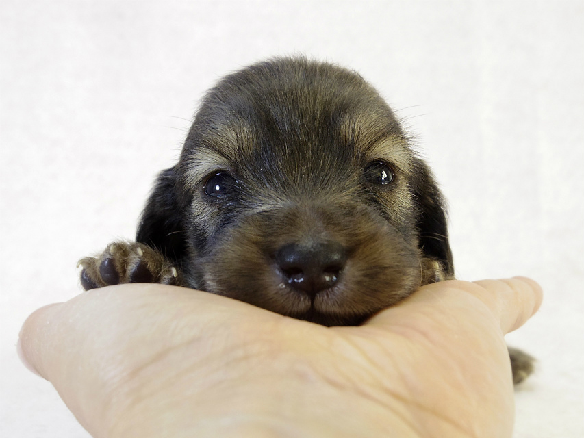カニンヘンダックスフンド　シェーデットクリーム　男の子