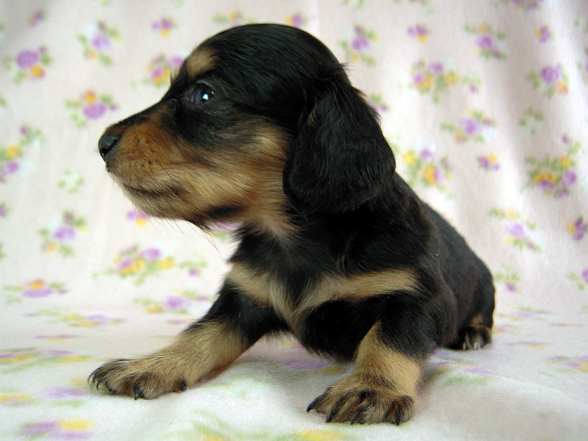カニヘン　子犬　ブラタン女の子