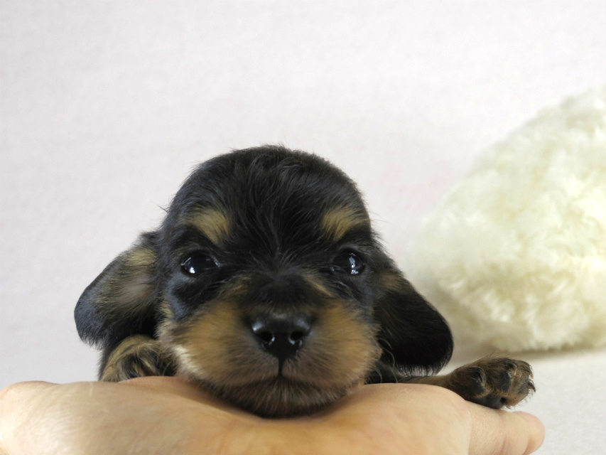 カニヘン　子犬　ブラクリ男の子