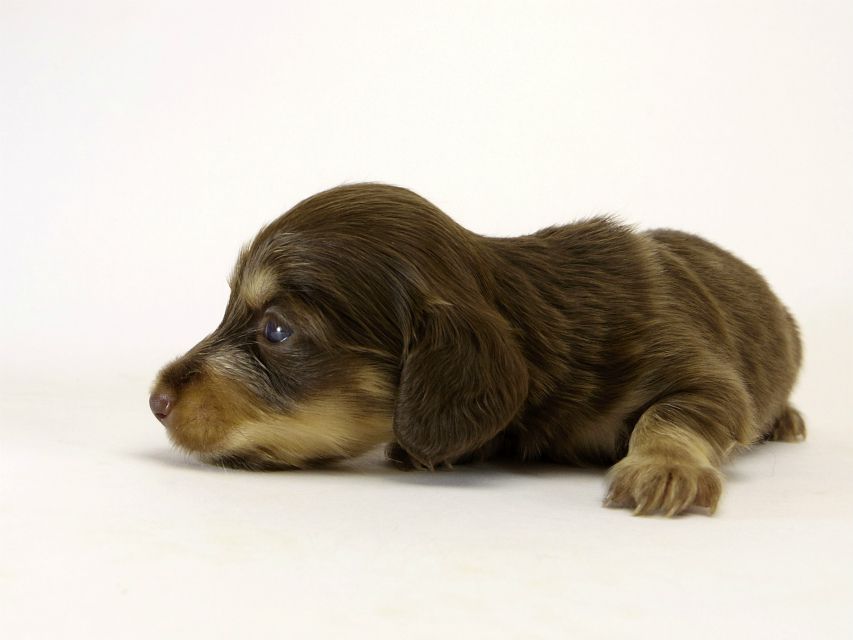 カニンヘン ダックスフンド ハッピーベルの赤ちゃん チョコ＆クリーム 女の子