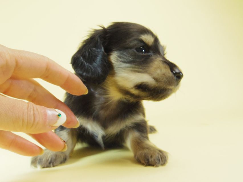 ダックスフンド あんず & クッキーの子犬 ブラッククリーム 男の子