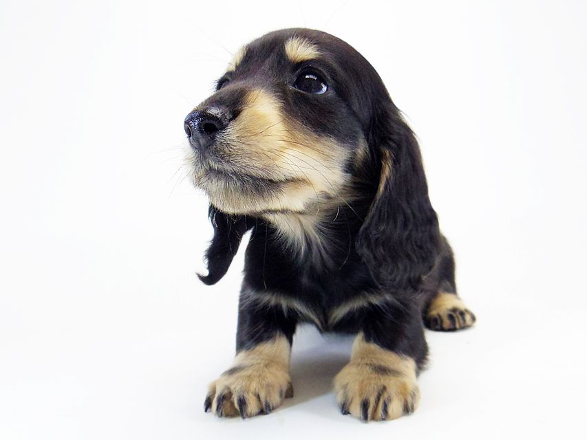 カニンヘン ダックスフンド 楓 & オスカルの子犬 ブラッククリーム 男の子 カニンヘン ダックスフンド 楓 & オスカルの子犬 ブラッククリーム 男の子