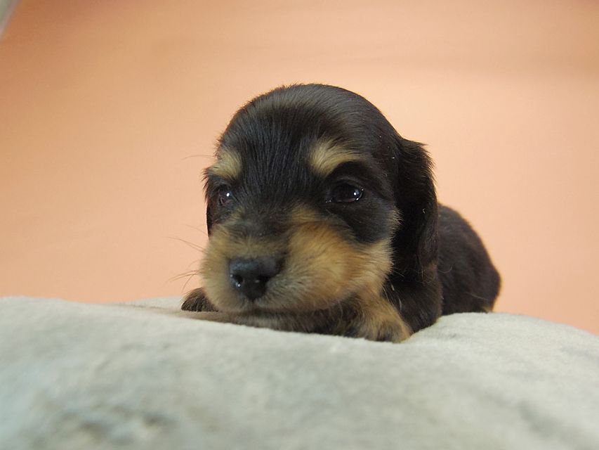ダックスフンド カニンヘン SHELLY.mi & オスカルの子犬 ブラッククリーム 男の子021 ダックスフンド カニンヘン SHELLY.mi & オスカルの子犬 ブラッククリーム 男の子