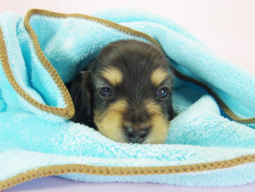 ダックスフンド ローラ.mi & アレックス ブラッククリーム 男の子 お写真初登場