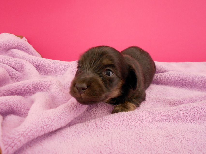 カニンヘンダックス オーシャン & ナイトの子犬 ブラックイエロー 女の子 お写真初登場