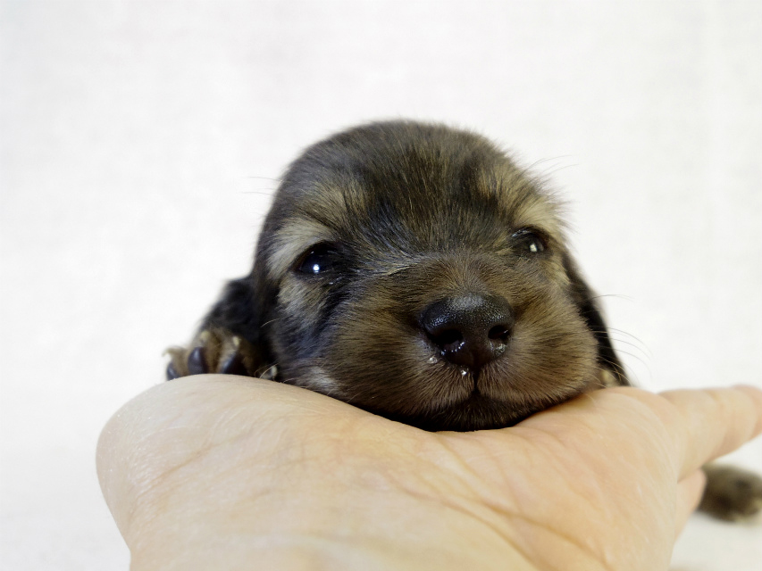 カニンヘンダックスフンド　シェーデットクリーム　男の子