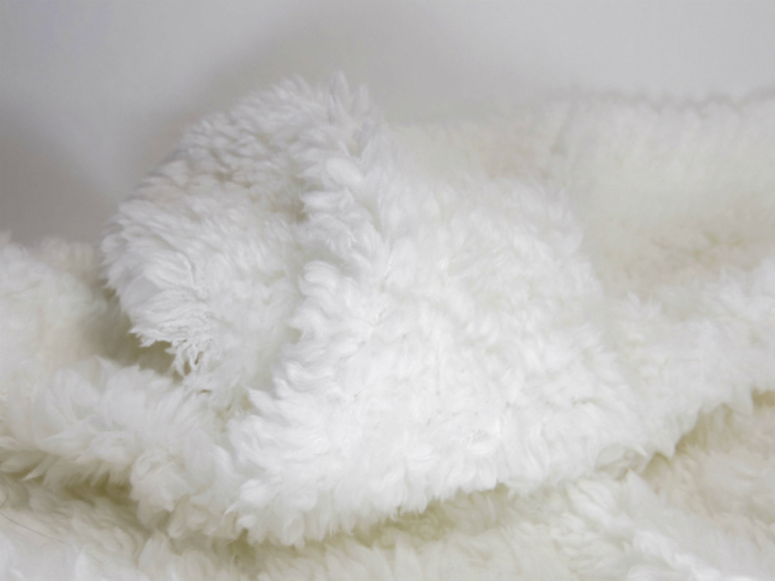 カニンヘン ダックスフンド 子犬 シェーデットクリーム 男の子 カニンヘン ダックスフンド 子犬 シェーデットクリーム 男の子