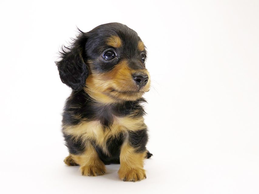 カニンヘン ダックスフンド 子犬 ブラックタン 男の子