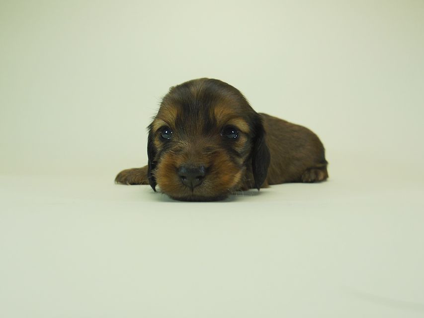 ダックスフンド ミニチュアダックス リールー & ジムダンディの子犬 シェーデットレッド 男の子 お写真初登場022 ダックスフンド ミニチュアダックス リールー & ジムダンディの子犬 シェーデットレッド 男の子 お写真初登場