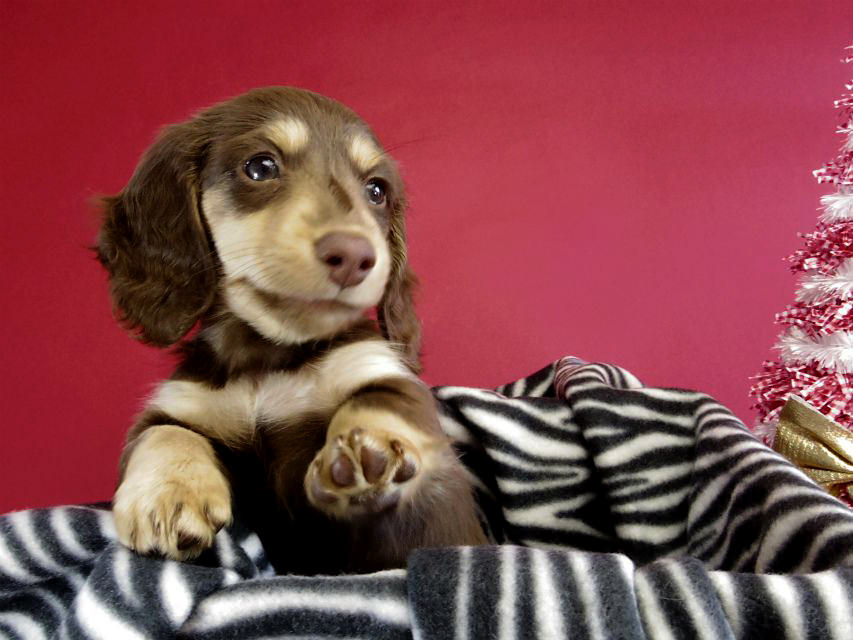 カニヘン ダックスフンド 子犬 チョコレートクリーム女の子