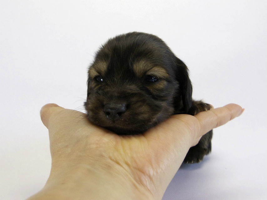 カニンヘン ダックスフンド 子犬 ブラッククリーム 男の子