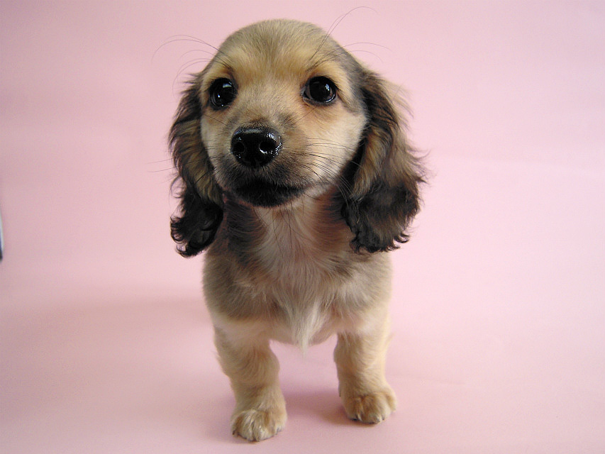 カニヘン シェーデットクリーム女の子 石川県・N様 カニヘン シェーデットクリーム女の子 石川県・N様