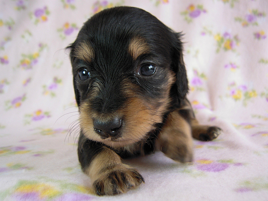 カニヘン　子犬　ブラタン女の子