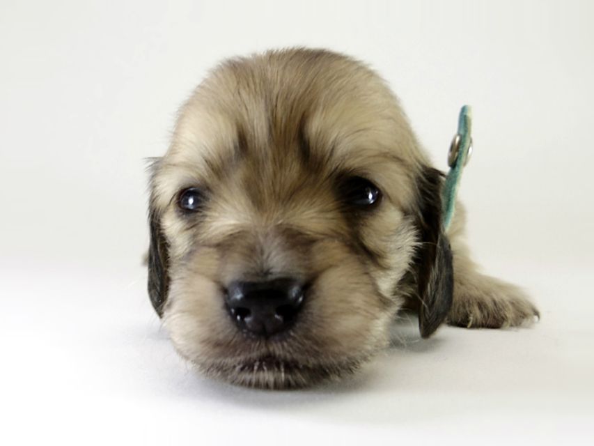 カニンヘン ダックスフンド 子犬 シェーデットクリーム 男の子