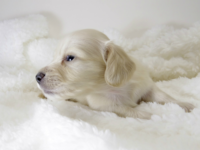 カニンヘン ダックスフンド 子犬 ピュアクリーム 男の子