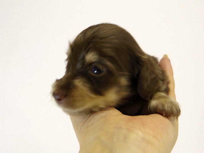 カニンヘン ダックスフンド ハッピーベルの赤ちゃん チョコ＆クリーム 女の子