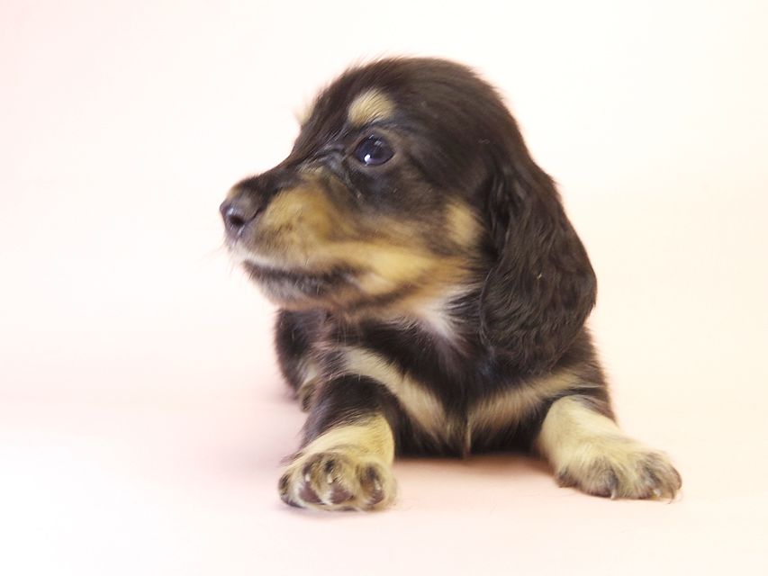 カニンヘンダックス ハッピーベル & 武蔵の赤ちゃん ブラック＆クリーム 男の子 ①