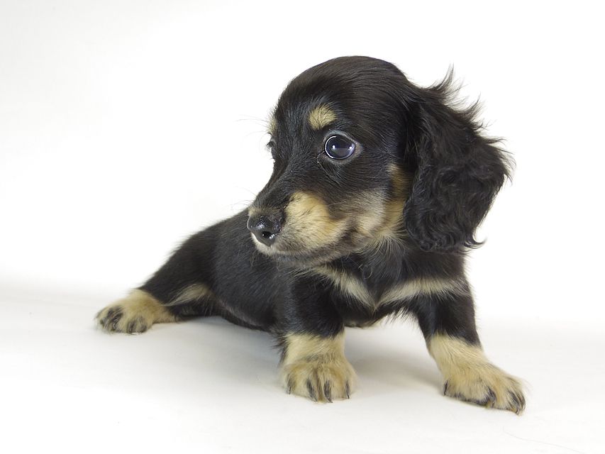 カニンヘン ダックスフンド エルナ & オスカルの赤ちゃん 6/25生まれ