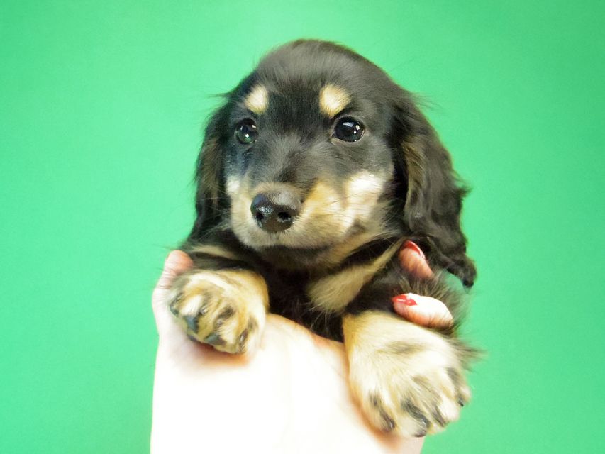 カニンヘン ダックスフンド レイ.s & 武蔵の赤ちゃん