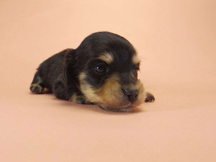 ダックスフンド カニンヘン SHELLY.mi & オスカルの子犬 ブラッククリーム 男の子023 ダックスフンド カニンヘン SHELLY.mi & オスカルの子犬 ブラッククリーム 男の子