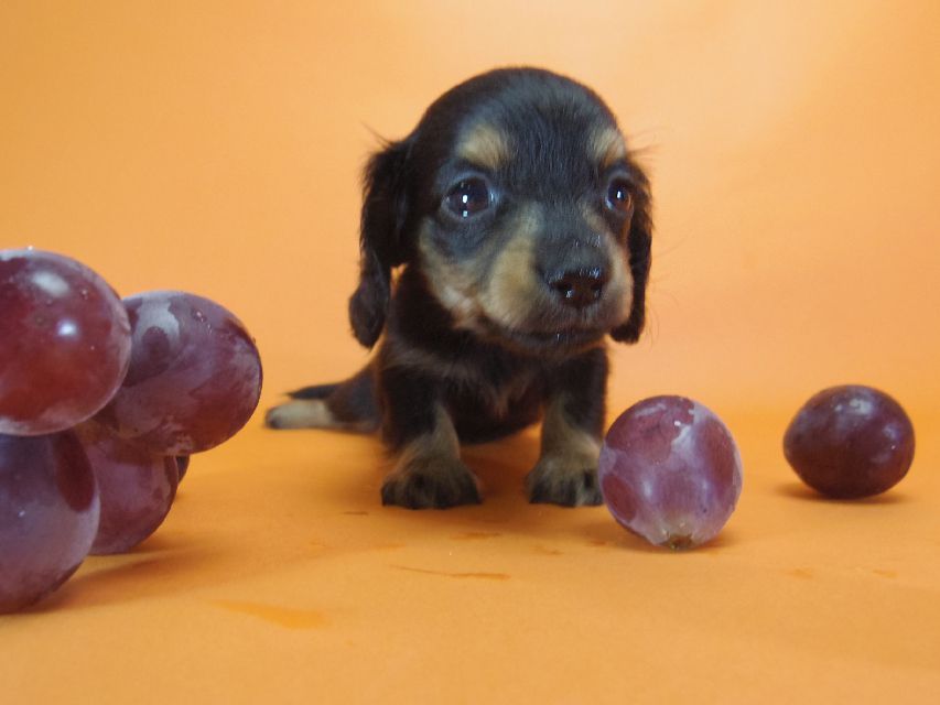ダックスフンド ピノ & アレックスの赤ちゃん ブラッククリーム 男の子