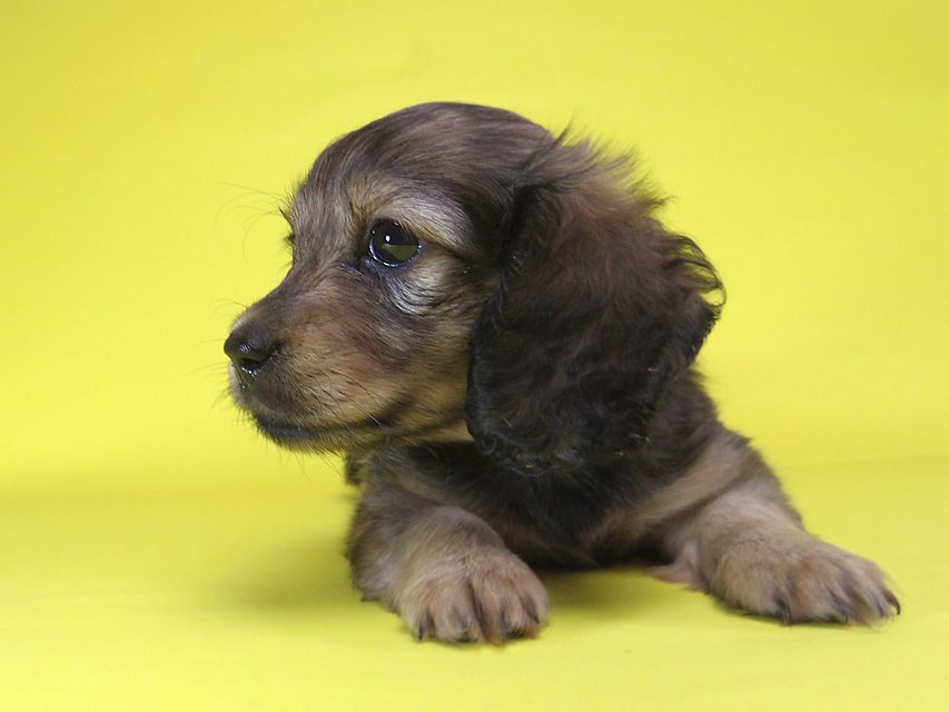 ダックスフンド エルサ & ジムダンディーの子犬 シェーデットクリーム 女の子