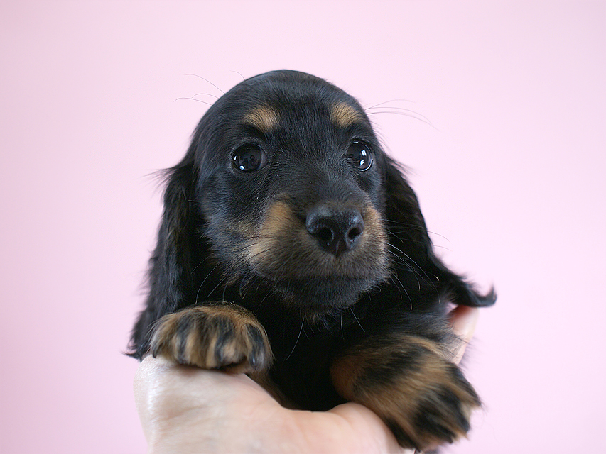 カニヘン　子犬　ブラタン女の子