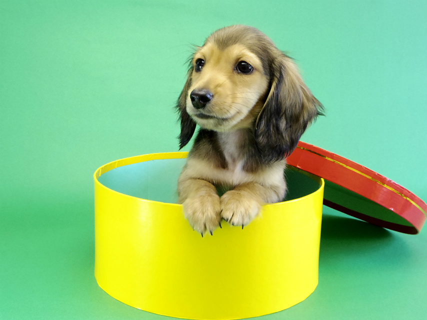 カニンヘンダックス 子犬 シェーデットクリーム男の子 カニンヘンダックス 子犬 シェーデットクリーム男の子