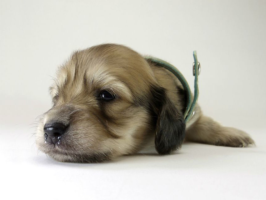 カニンヘン ダックスフンド 子犬 シェーデットクリーム 男の子