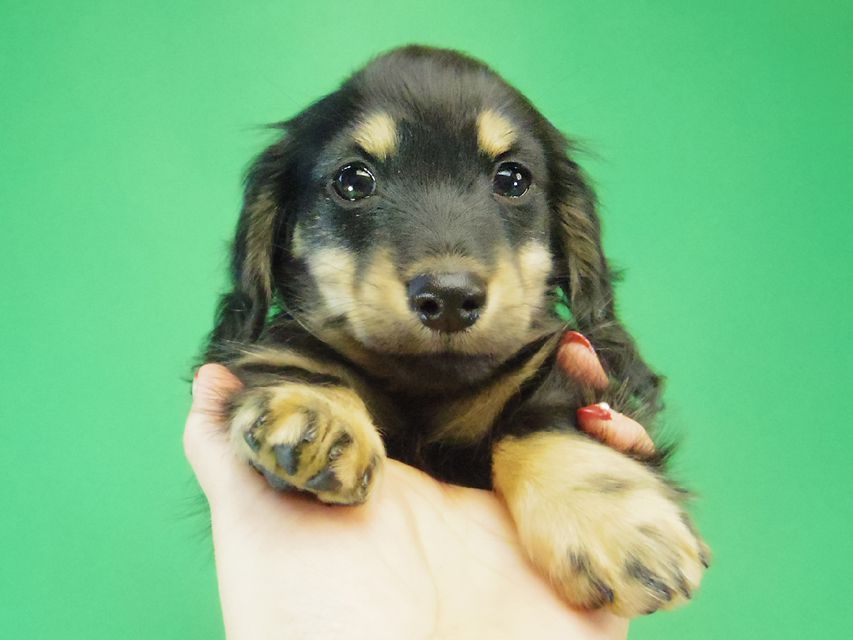 カニンヘン ダックスフンド レイ.s & 武蔵の赤ちゃん