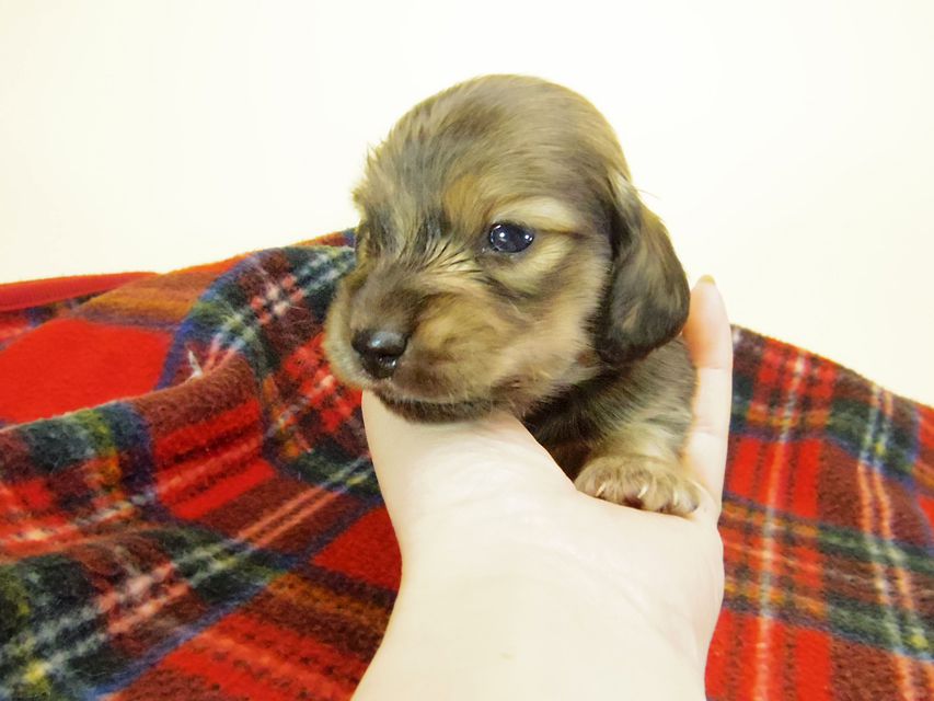 カニンヘン ダックスフンド チェルシー & AQUARIONの子犬 シェーデットクリーム 男の子