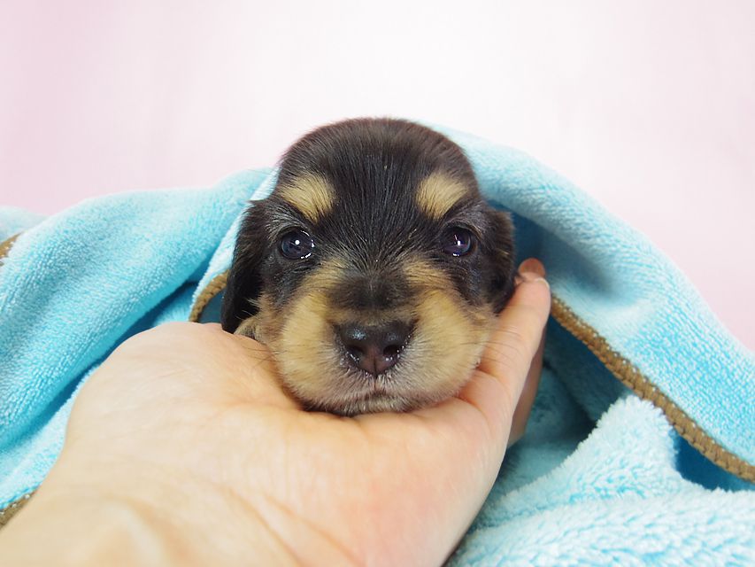 ダックスフンド ローラ.mi & アレックス ブラッククリーム 男の子 お写真初登場