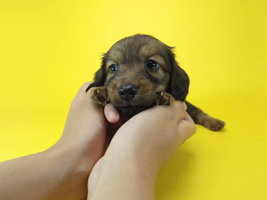 ダックスフンド エルナ & オスカルの子犬 シェーデットレッド 女の子