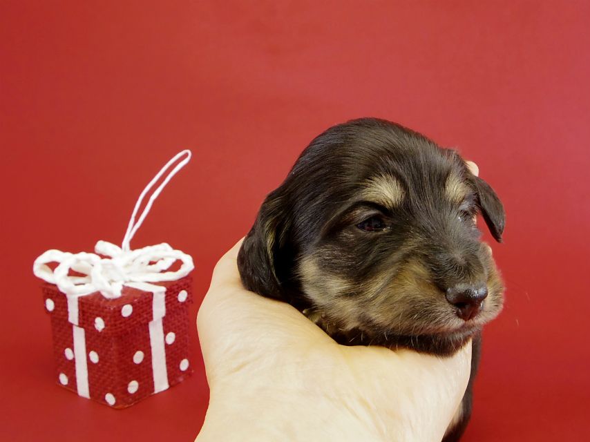 カニヘンダックス　子犬　ブラクリ男の子