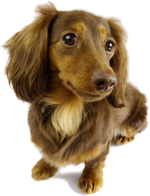 CHOCO-O カニンヘン ダックスフンド 2.8kg チョコ&タン CHOCO-O カニンヘン ダックスフンド 2.8kg チョコ&タン