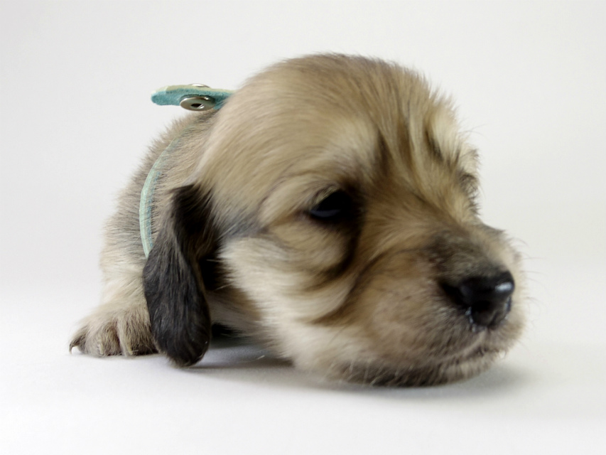 カニンヘン ダックスフンド 子犬 シェーデットクリーム 男の子