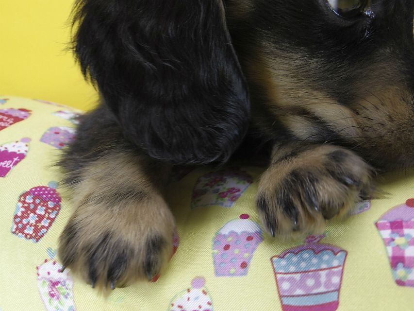 カニンヘン ダックスフンド 子犬 ブラックタン 男の子