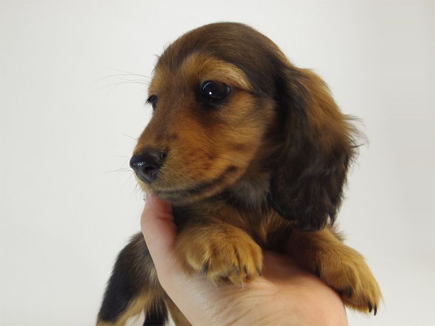 ダックスフンド カニンヘン ルヒィ & オスカルの子犬 シェーデットレッド 女の子