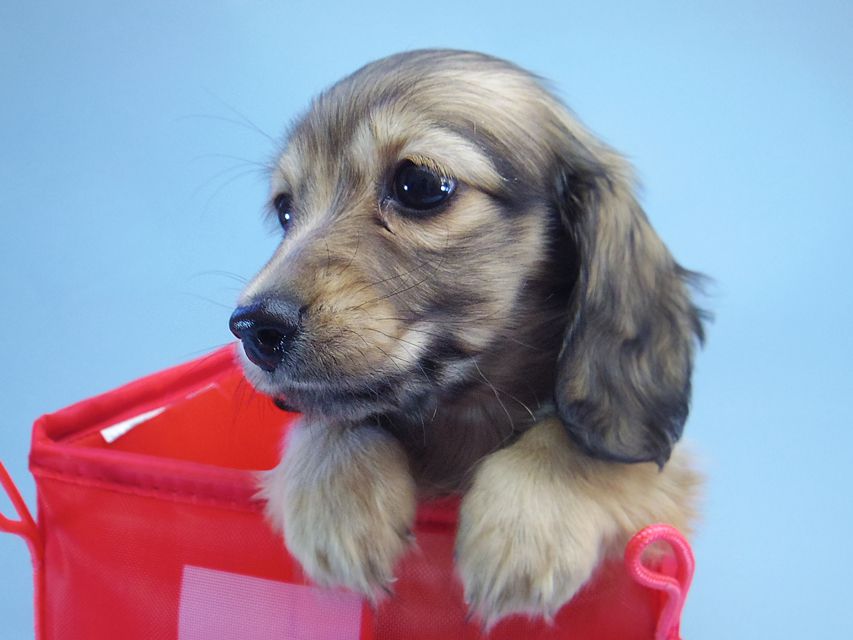 ダックスフンド マンドレ & ジムダンディの子犬 シェーデットクリーム 女の子