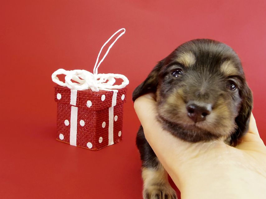 カニヘンダックス　子犬　ブラクリ男の子