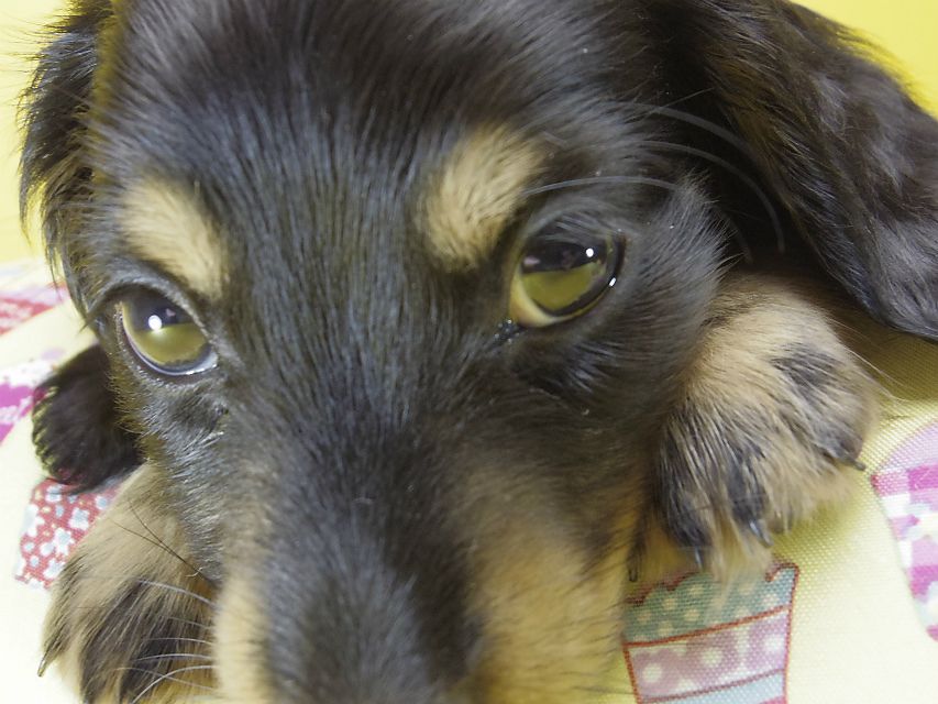 カニンヘン ダックスフンド 子犬 ブラックタン 男の子