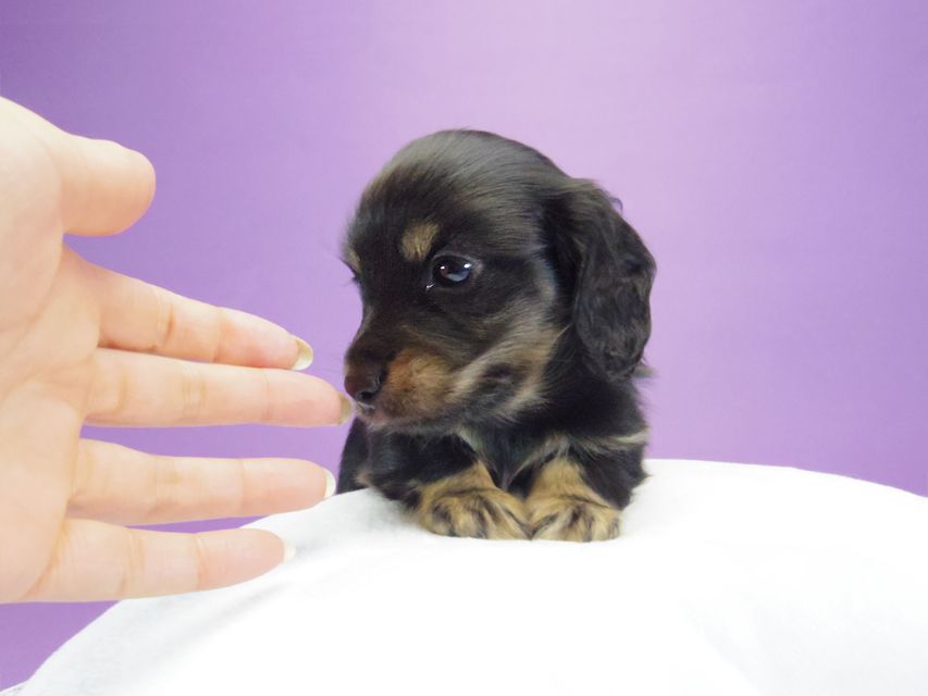 カニンヘン ダックスフンド レイ.s & 武蔵の子犬 ブラッククリーム 男の子