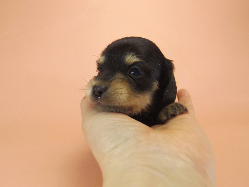 ダックスフンド カニンヘン SHELLY.mi & オスカルの子犬 ブラッククリーム 男の子026 ダックスフンド カニンヘン SHELLY.mi & オスカルの子犬 ブラッククリーム 男の子