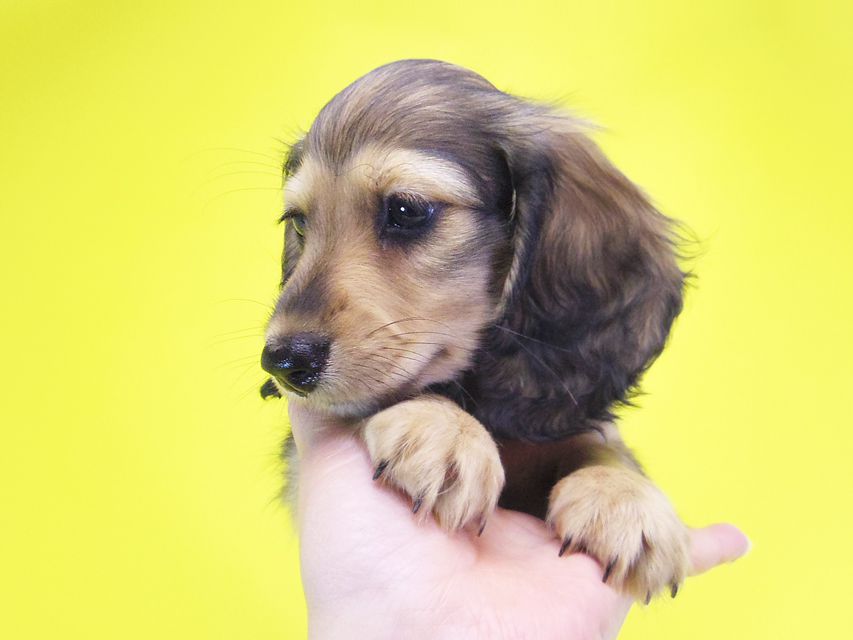 ダックスフンド カニンヘン ティアラ & オスカルの子犬 シェーデットクリーム 女の子026 ダックスフンド カニンヘン ティアラ & オスカルの子犬 シェーデットクリーム 女の子